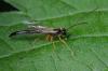 Rhyssella obliterata